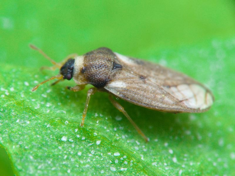 Piesma capitatum (Wolff, 1804)